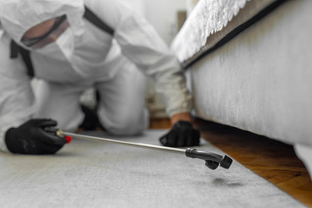Professional Bed Bug Control technician working in Searcy County County, AR